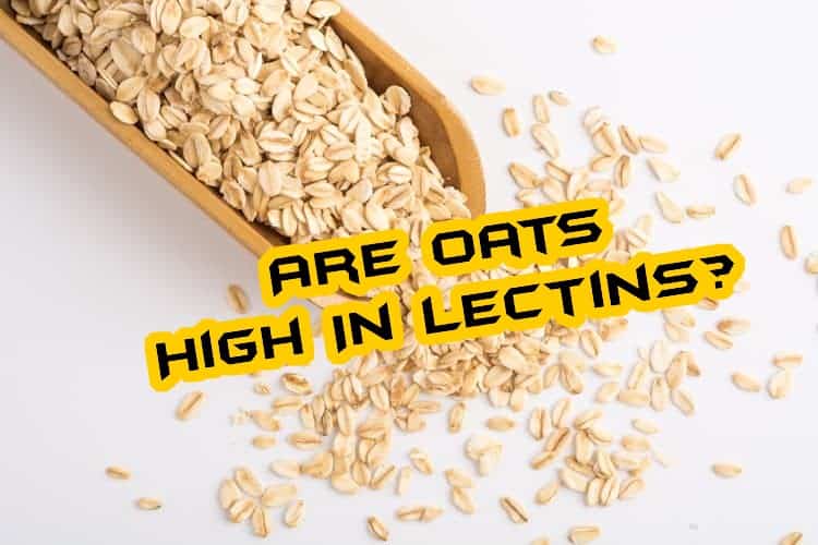 are oats high in lectins