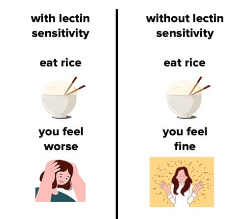 rice lectins